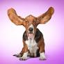 Basset Hound Who Weighs More Than Human Toddlers Is an Absolute Unit