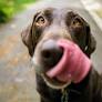 Let’s Talk Dogs and Peanuts and if the ‘Treat’ Is Actually Safe—Here’s Everything Vets Want You to Know