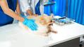 Adopting the mindset of a dermatologist