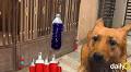 Reddit thinks dogs can stay away from bottles with red liquid. A vet fact-checks the viral claim