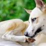 If Your Dog Licks Their Paws, a Vet Wants You to Know This