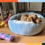 Experts Weigh In on the 16 Best Calming Dog Beds for Anxious Pups — Starting at $22