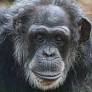 North Carolina Zoo euthanizes oldest chimpanzee after age-related decline