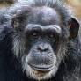 Tammy the chimpanzee, oldest animal at NC Zoo and a ‘character,’ has died at 55