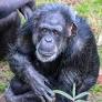 Zoo's beloved chimp Tammy dies | Local News