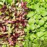 How to Grow Your Own Food, Even If You Don't Have a Garden
