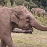 'Autonomy is really critical': 2 captive elephants going to first sanctuary in Europe