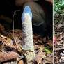 Scientists use condoms to study strange cicada behavior