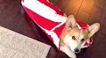 Watch This Corgi Turn Himself into a Very Furry, But Very Cute, Burrito