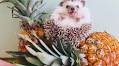 11 of the best pet Instagrams to follow right now