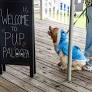 Candidate for Mendocino mayor Bodhi to appear at Pup Palooza