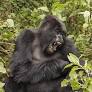 Ask Dr. Universe: Gorillas may throw poop because they're threatened, overstimulated ... or playing