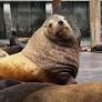 'Chonkers,' the giant Steller sea lion stealing hearts at San Francisco's Pier 39