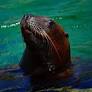 Steller Sea Lion Chonkers Is 3 Times the Size of His Pier 39 Neighbors at 2,000 Pounds