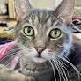 Cats crunching dry food is an incredibly satisfying animal ASMR sub-genre