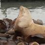 Chonkers the sea lion draws crowds to San Francisco’s Pier 39