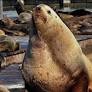 Massive sea lion named 'Chonkers' is social media sensation at Pier 39
