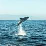 Commentary: Swimming with dolphins (for whatever the porpoise) — Alexandra Paskhaver