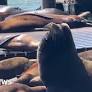 Massive sea lion makes rare appearance in San Francisco