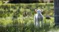Wausau area births, May 8
