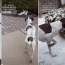 Video: ‘Hunting Dog’ Goes Into Stealth Mode Approaching a Bunny in Bushes