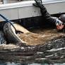 Community cleanup efforts remove 1,175 pounds of debris from Lake Coeur d'Alene and Tubbs Hill