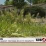 Albuquerque pets pestered by growing foxtail problem