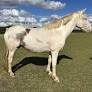 'Overlooked' horse FINALLY finds forever home after three years at rescue centre
