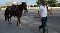 Equestrian Center takes in horses evacuated from Hurricane Irma