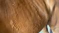 Product Review: Kinetic Vet EquiShield SA and CK Shampoo