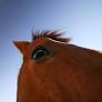 American horses are obese, too