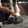 We're suing the USDA for failing to protect horses from soring
