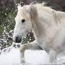 Conservation groups claim wild horses are being illegally rounded up in AZ