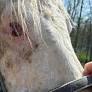 Upper Bucks woman faces felonies for failing to care for sick horse