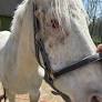 Horse euthanized after Pa. woman ignored spreading cancer, SPCA says