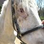Aggravated Animal Cruelty Charges Filed Against Bucks Co. Horse Owner