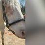 Woman accused of animal cruelty after horse euthanized due to untreated cancer