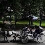 Carriage Horse Dies in Central Park After Medical Episode, Police Say