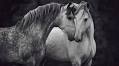Carina Maiwald: ‘Horses are like a composition of opposites to me’
