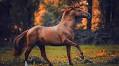 Horse Photographer Carina Maiwald Finds Light in the Shadows