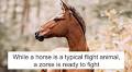 I Photographed A Zorse – The Hybrid Most People Don’t Think Exists (10 Photos)