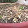 Goose eggs smashed with hammer days before expected to hatch in front of Missouri mall