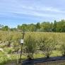 Southwest Michigan fruit update – May 27, 2026