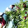 Michigan Tree Fruit Commission invests in productive MSU research
