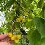 Southwest Michigan fruit update – June 10, 2026