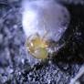 A Spider Builds Tiny Stonehenge Structures and No One Knows Why