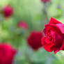 Deanna Conley Obituary April 15, 2026