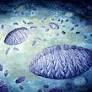 Earth’s Earliest Animals May Have Thrived Too Easily to Evolve