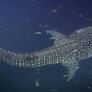 Study finds Indonesian hotspots are 'like home' for endangered whale sharks
