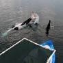 15 Orcas Surrounded Our Boat in Mexico, So We Jumped in and Swam With Them.